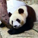 tianyimc